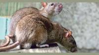 Rodent Control, Monitoring & Prevention