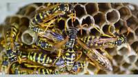 Wasp Nest Treatment & Wasp Nest Removal